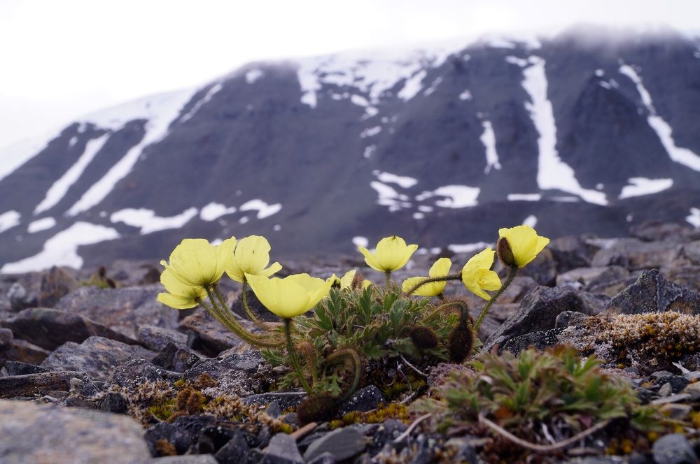 полярный мак