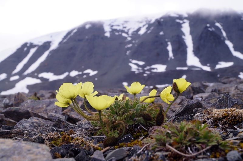 Алексей Логинов, Russia