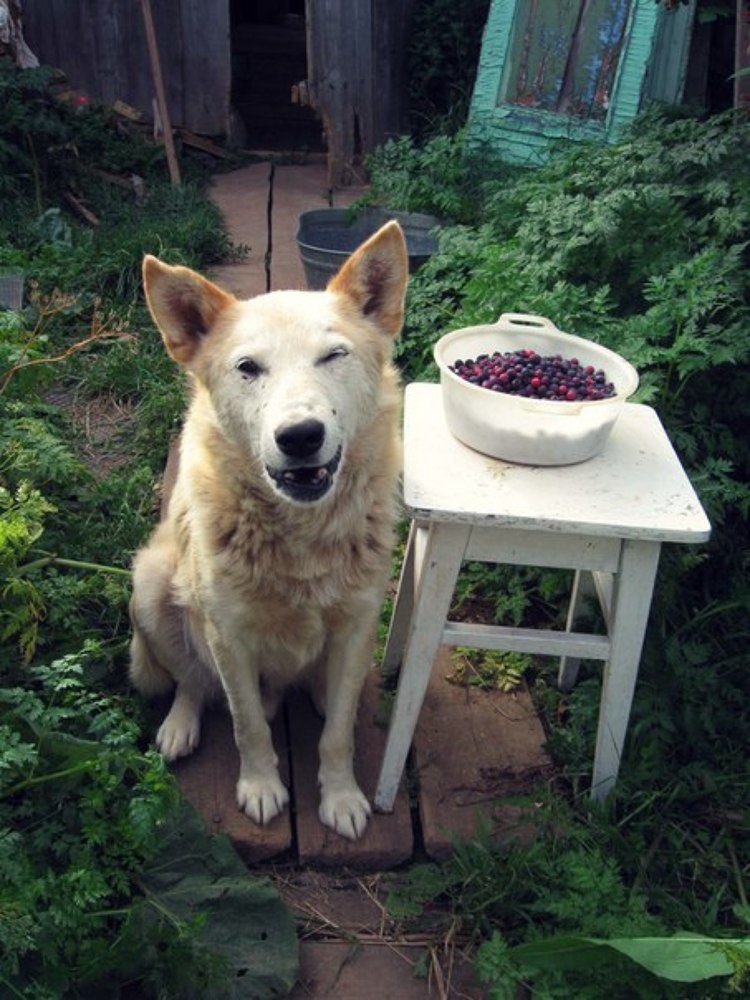 Ну что, будешь ягодки? ;-)