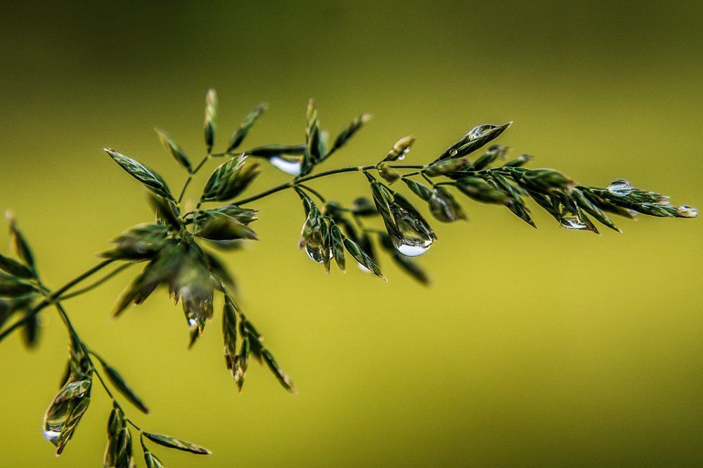 после дождика