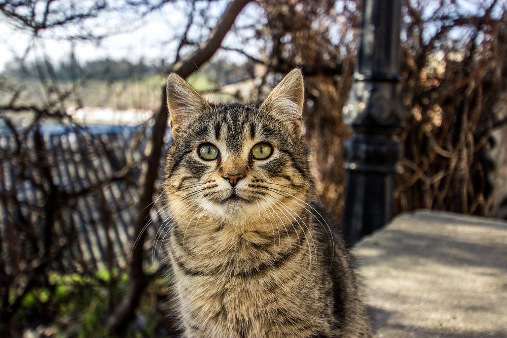 Севастопольские коты