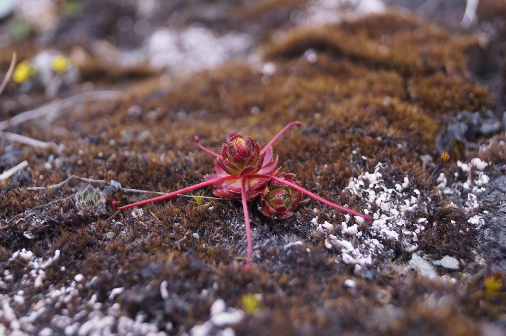 камнеломка