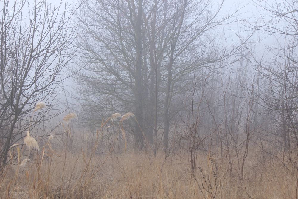 Photograph by Ирина Дмитриенко