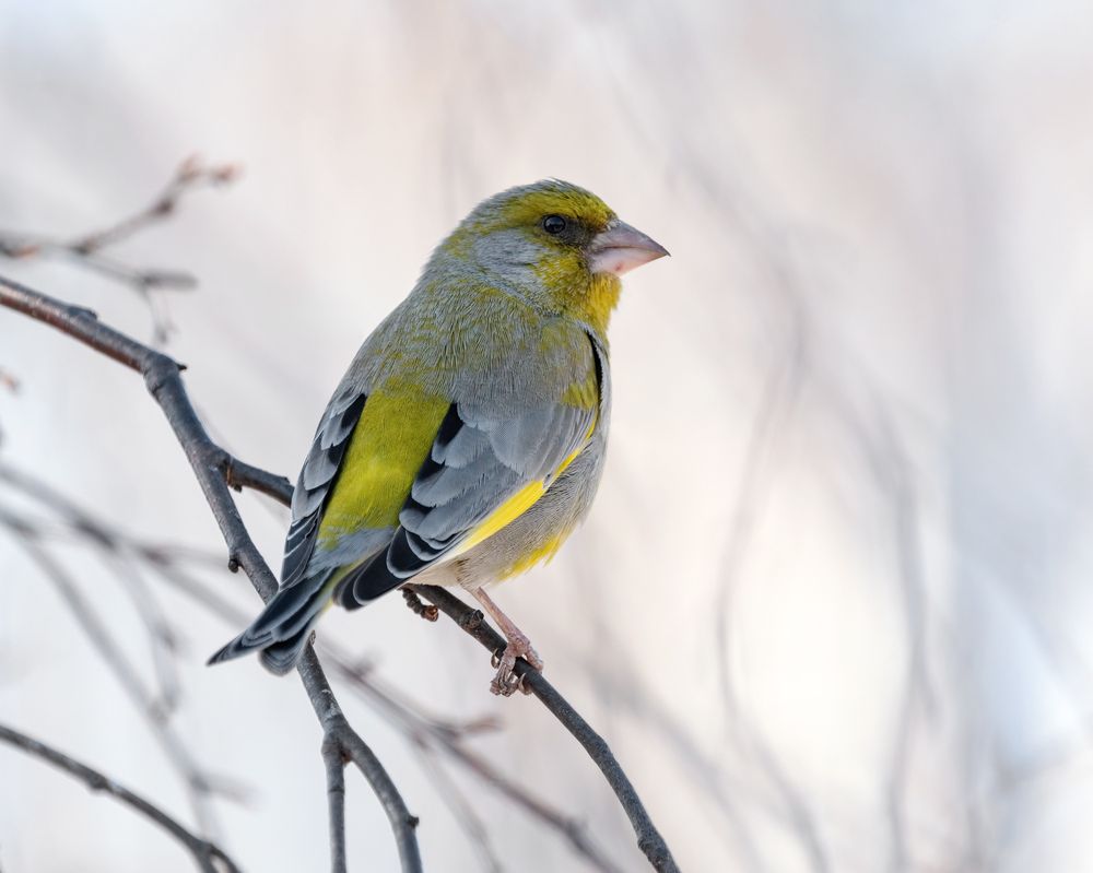 Обыкновенная зеленушка