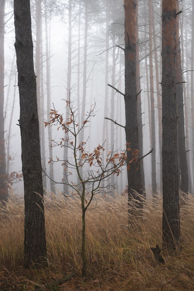 Photograph by Захаров Дмитрий