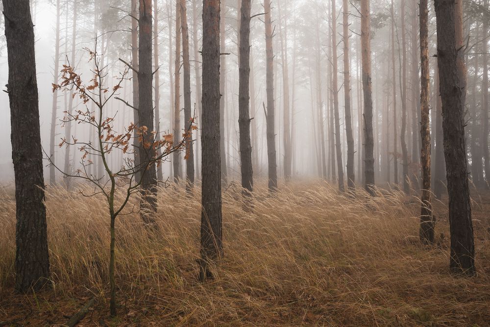 Photograph by Захаров Дмитрий