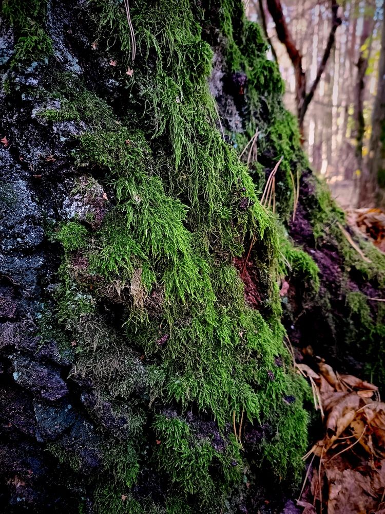 Photo #12100438