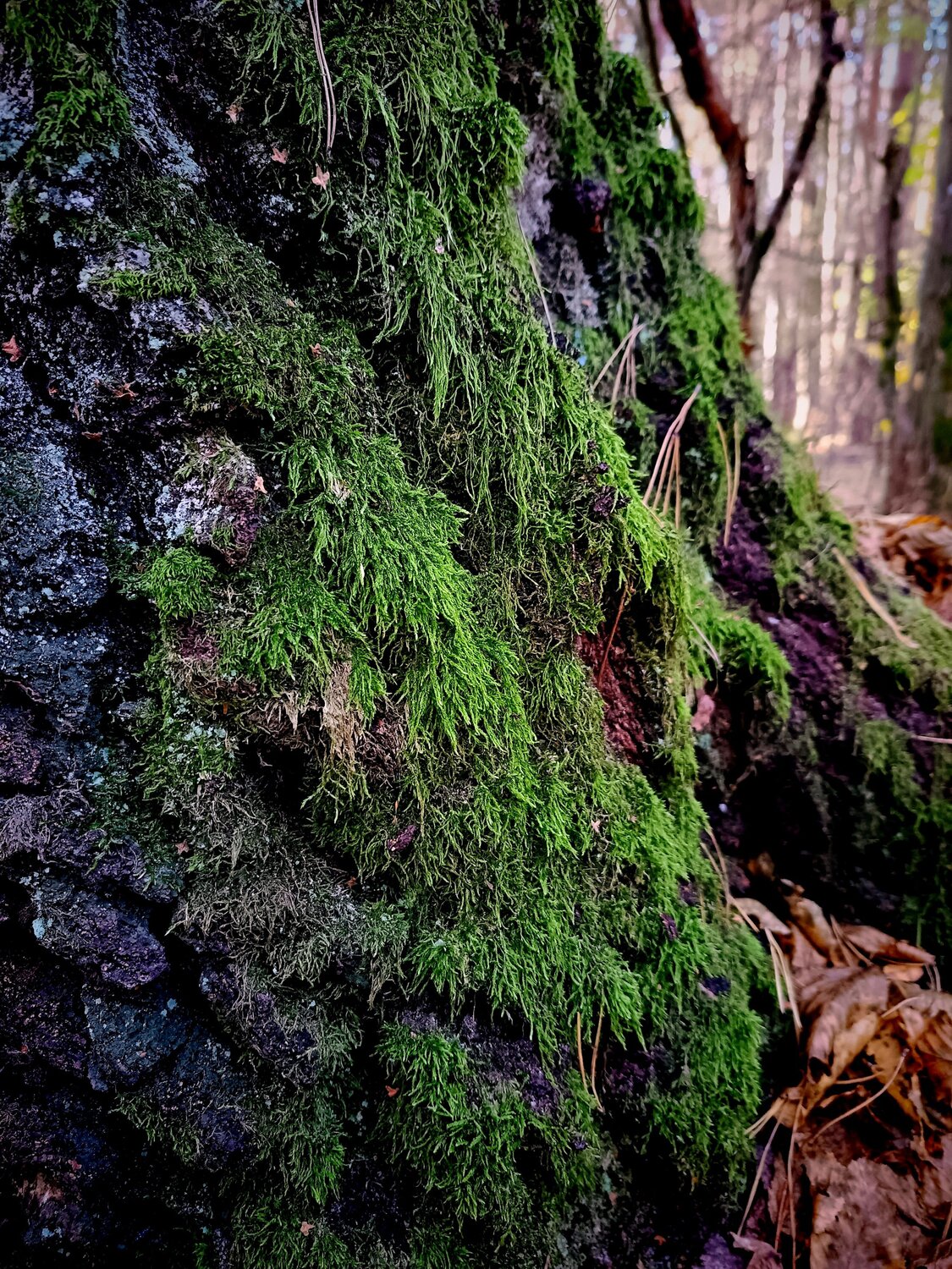 Photo #12100438