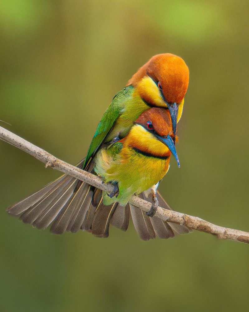 Two heart one branch