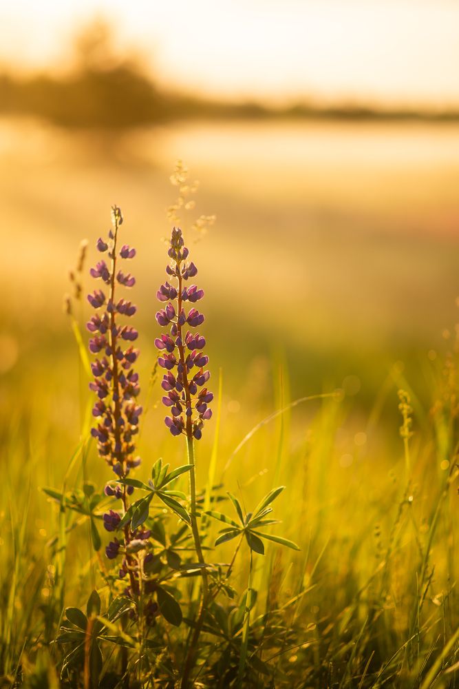 Photograph by Светлана Субботина