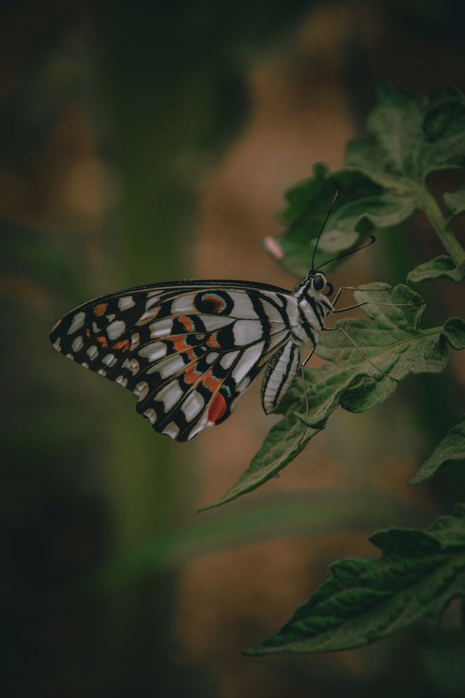 Butterfly