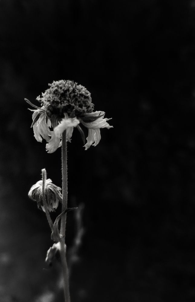 Photograph by Elena Safarova