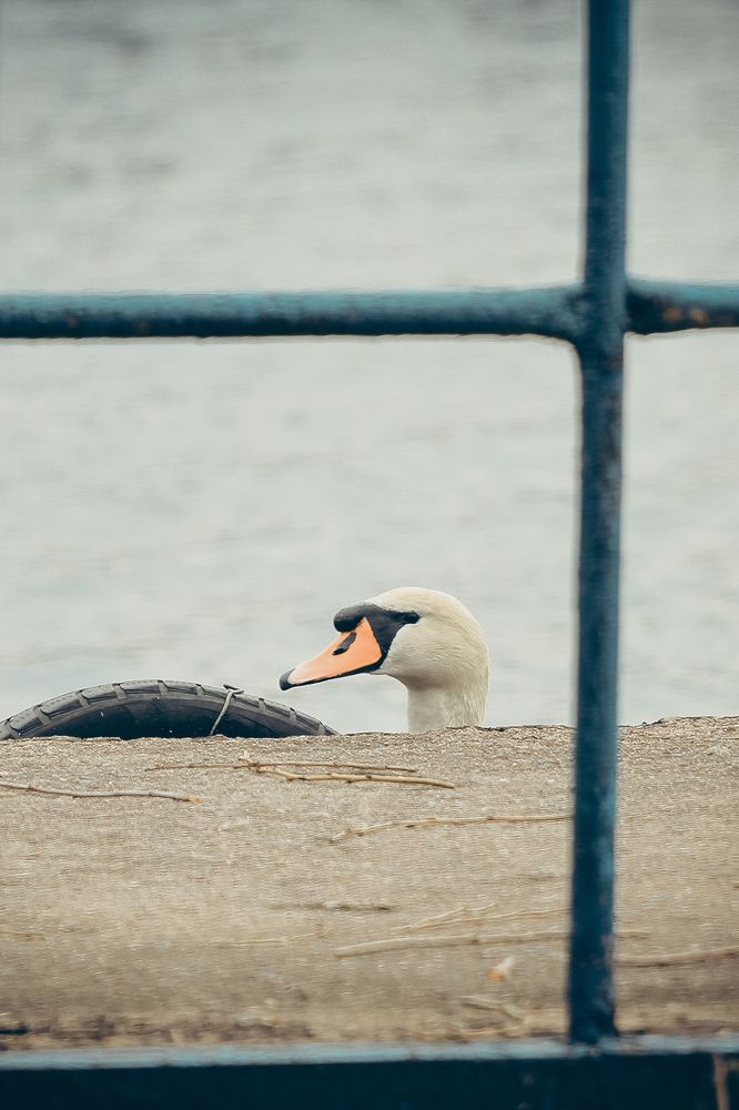 Photograph by Максим Светличный
