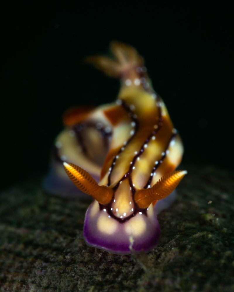 Hypselodoris krakatoa