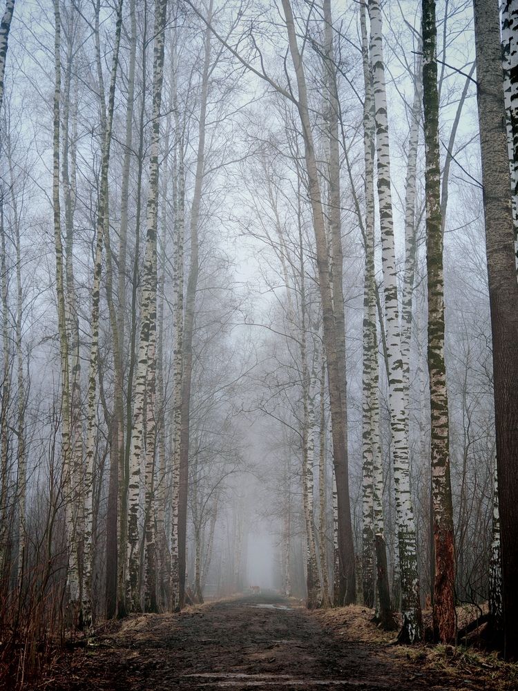 Photograph by Инна Мухина