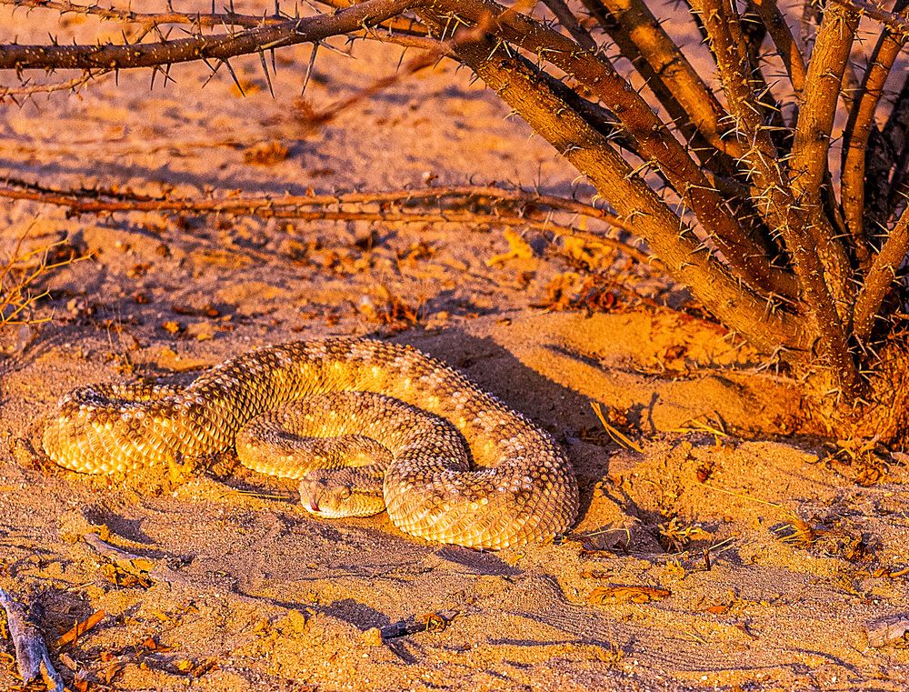 Arabian Viper.