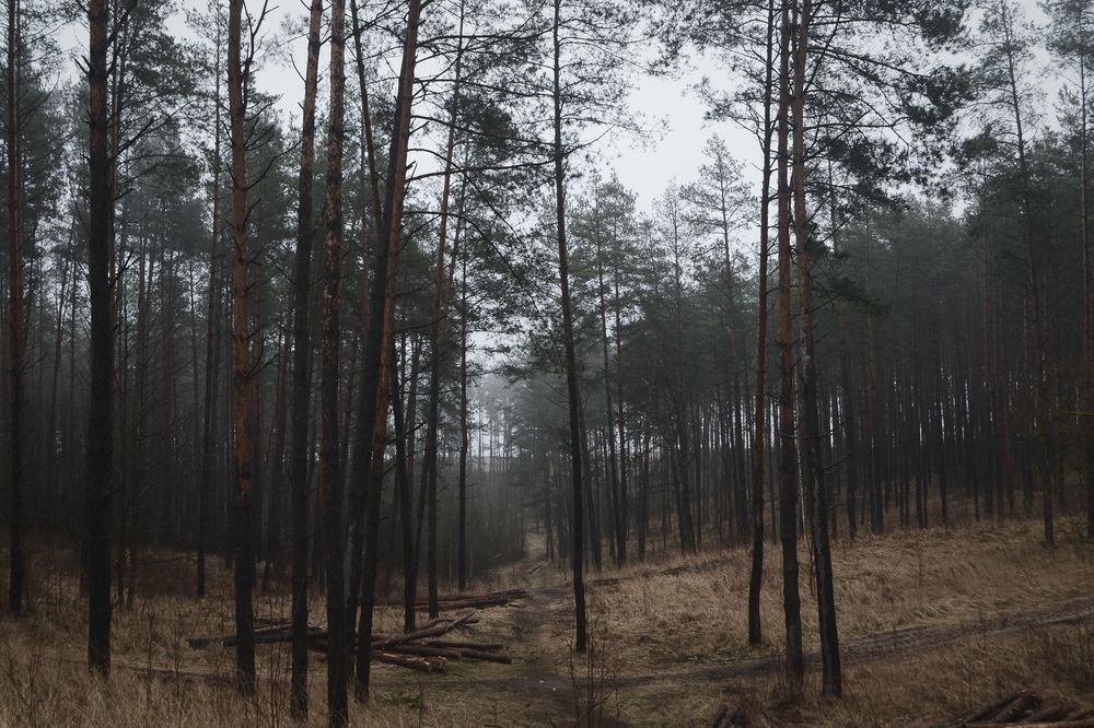 Photograph by Александр Бородин