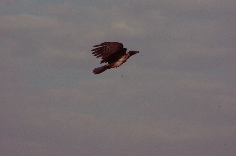 Photograph by Олег Гриценко