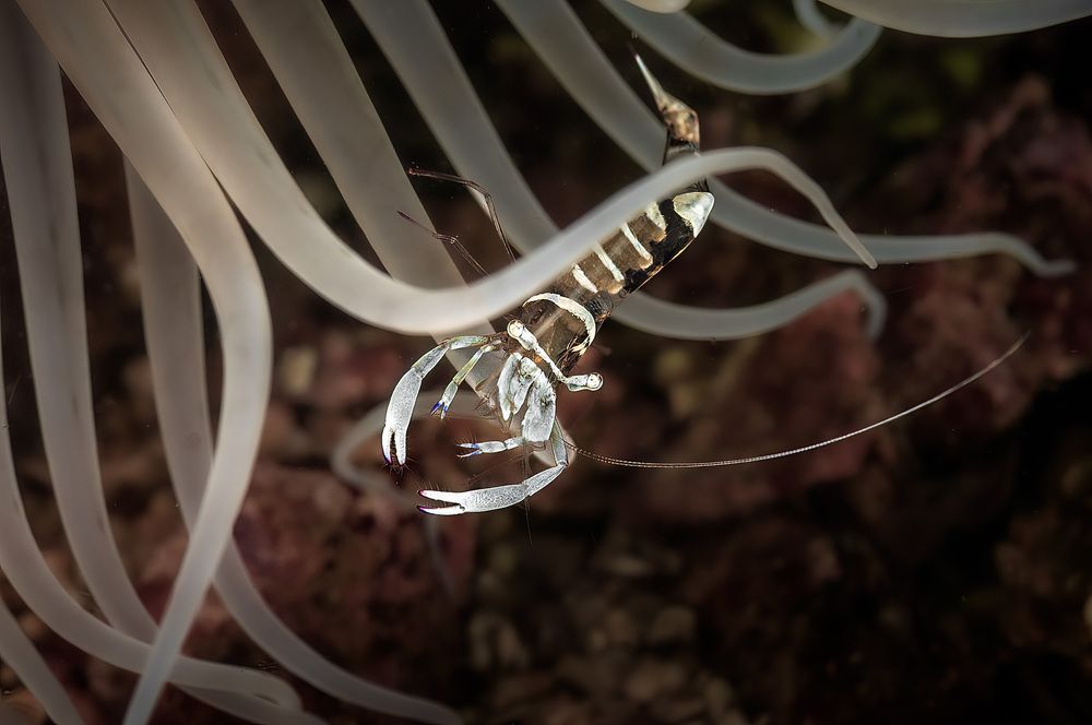 Под защитой