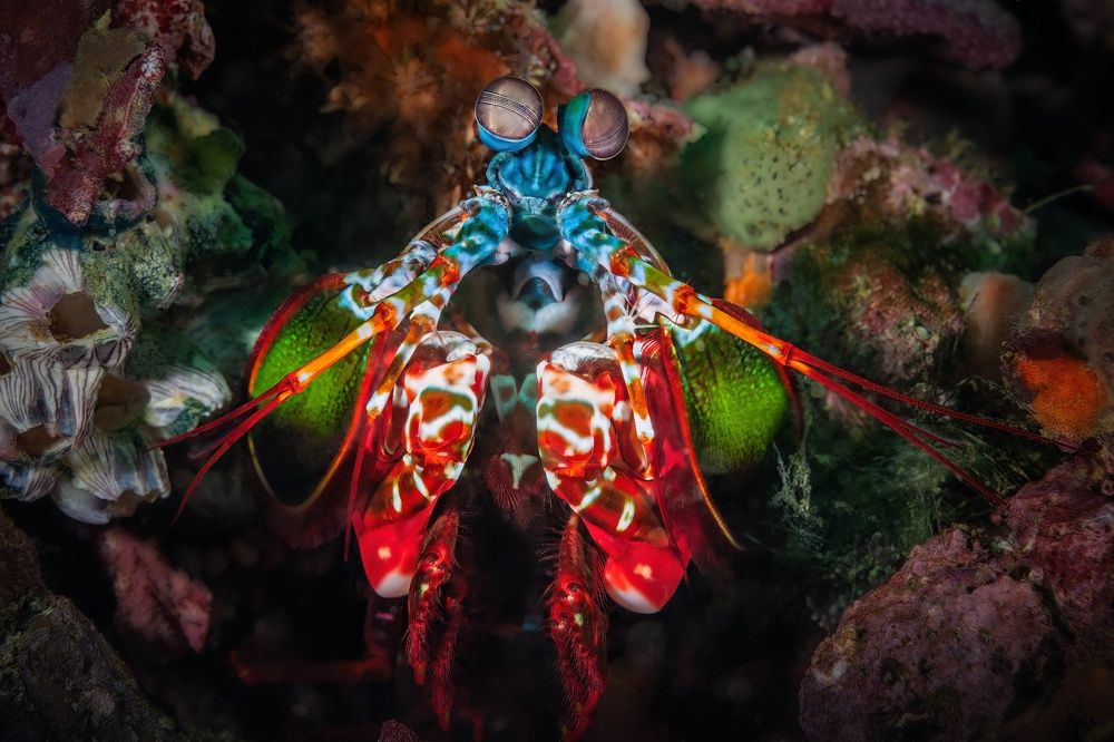 Маленький монстр