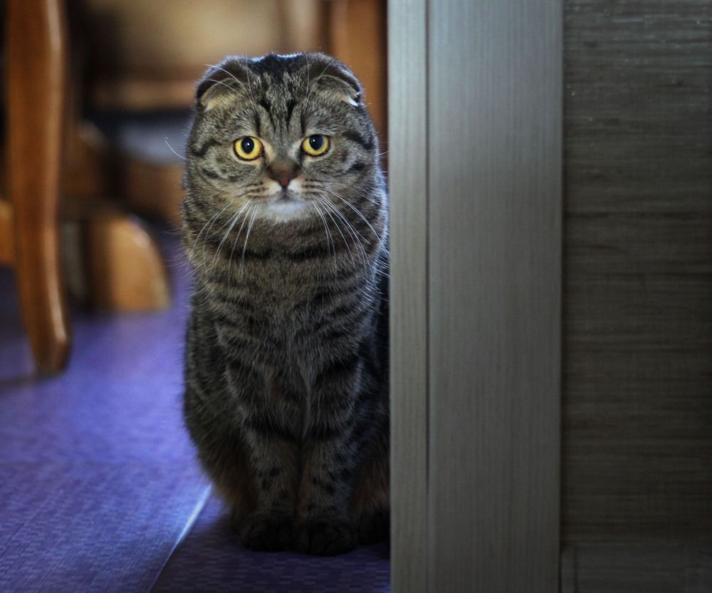 Котлеты исчезают в полночь!