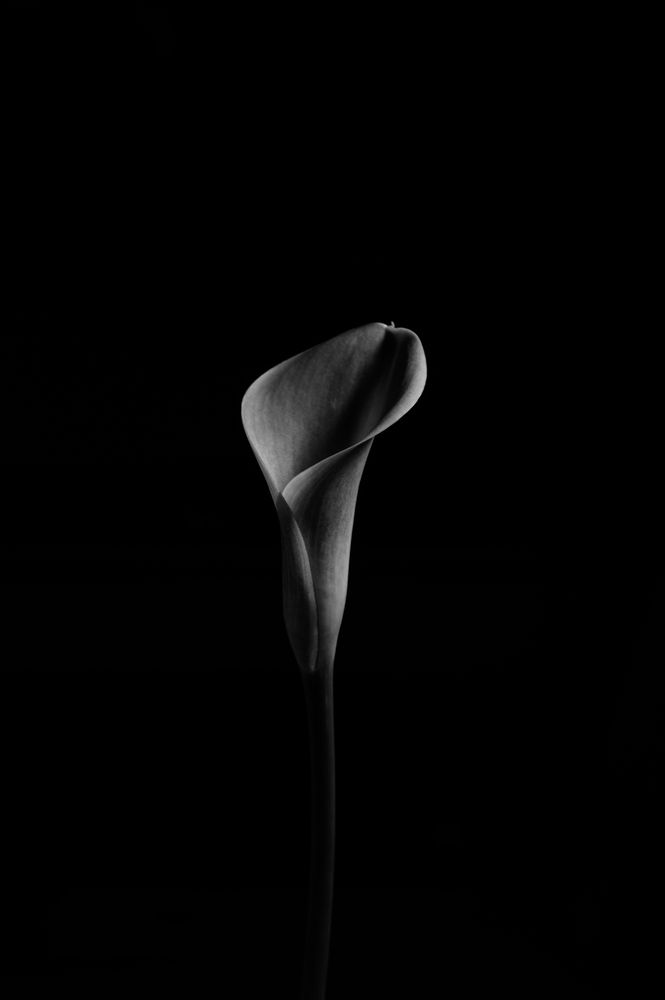 Photograph by LuqK