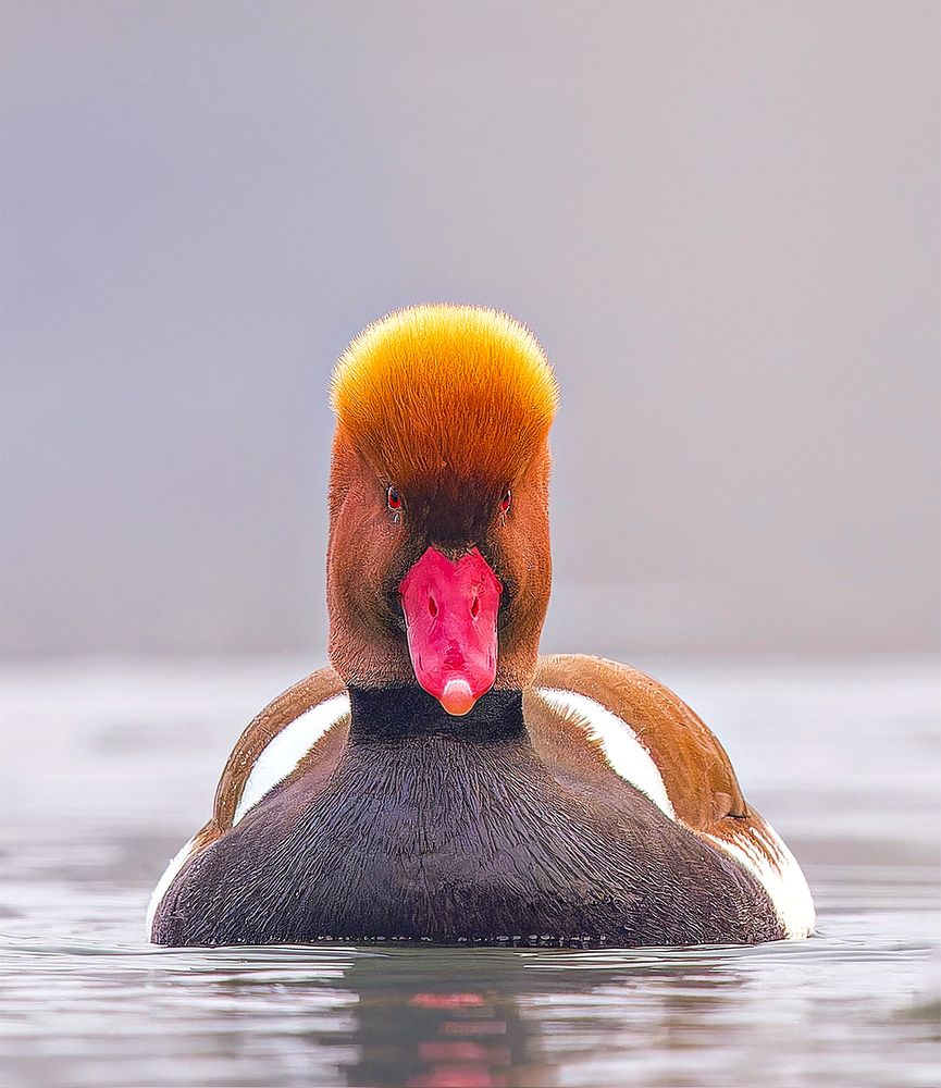 Фотография автора Hrishikesh Sabnis