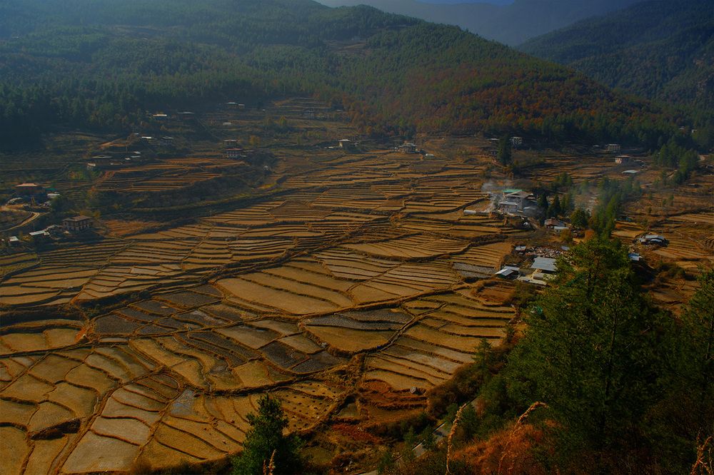 Photograph by Dechen Namgay