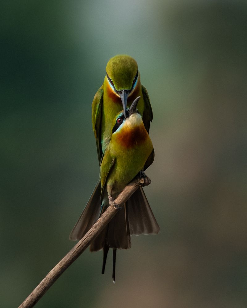 Photograph by Debashis Subudhi