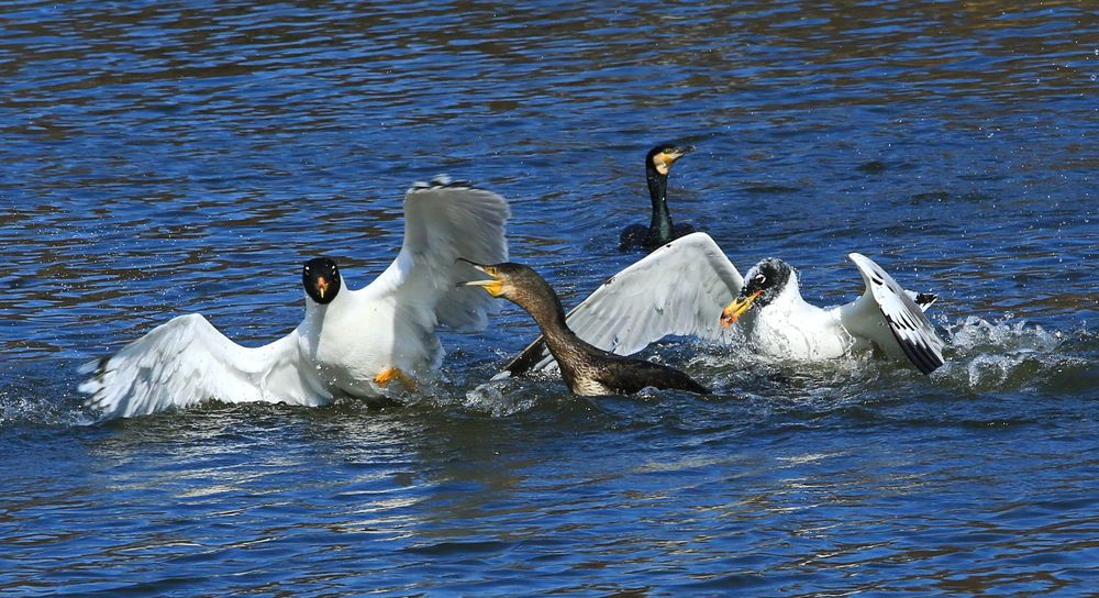 Фотография автора Сергей Кульков