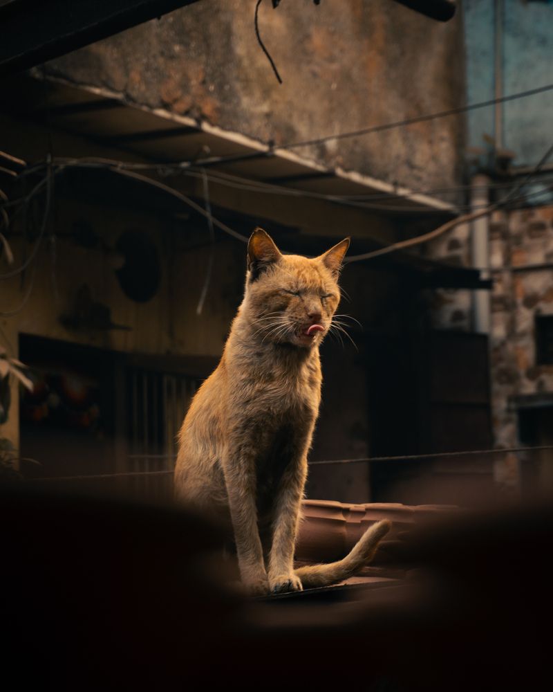 Фотография автора Chandan Mahato