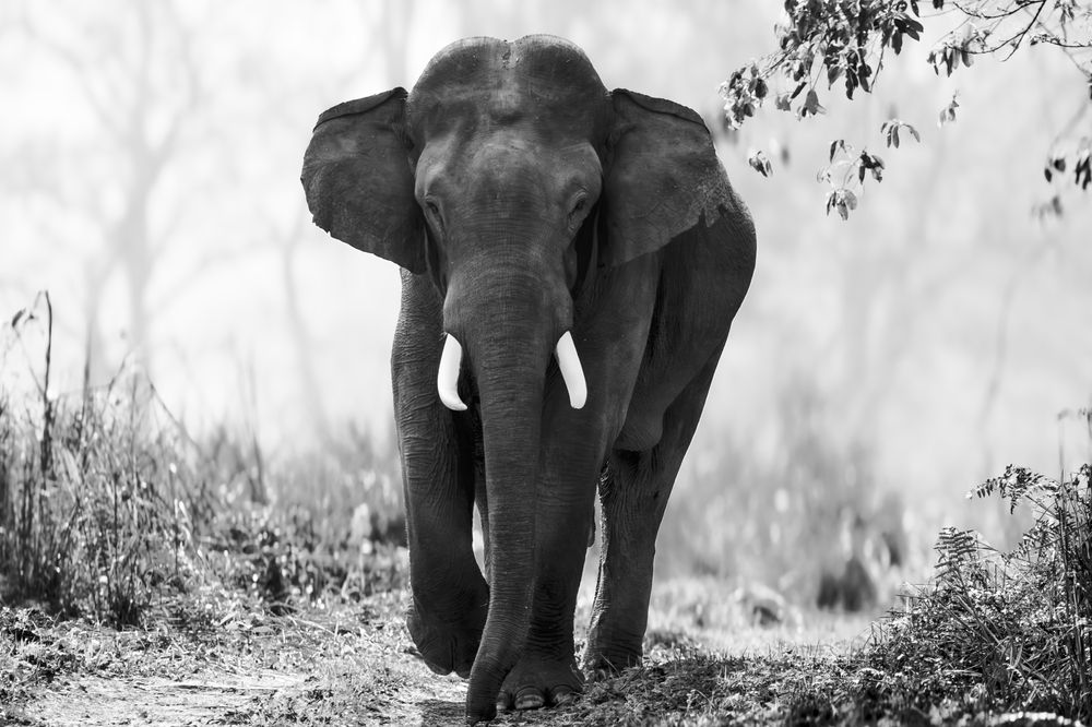 Photograph by Ayan Chakraborty