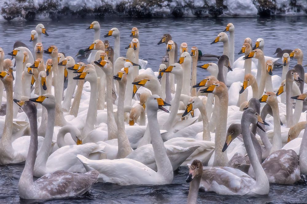 Утром на озере