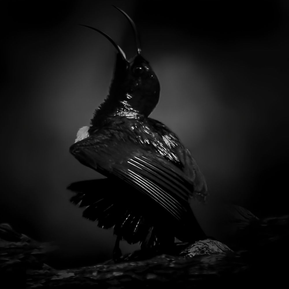 Echoes of the Wild