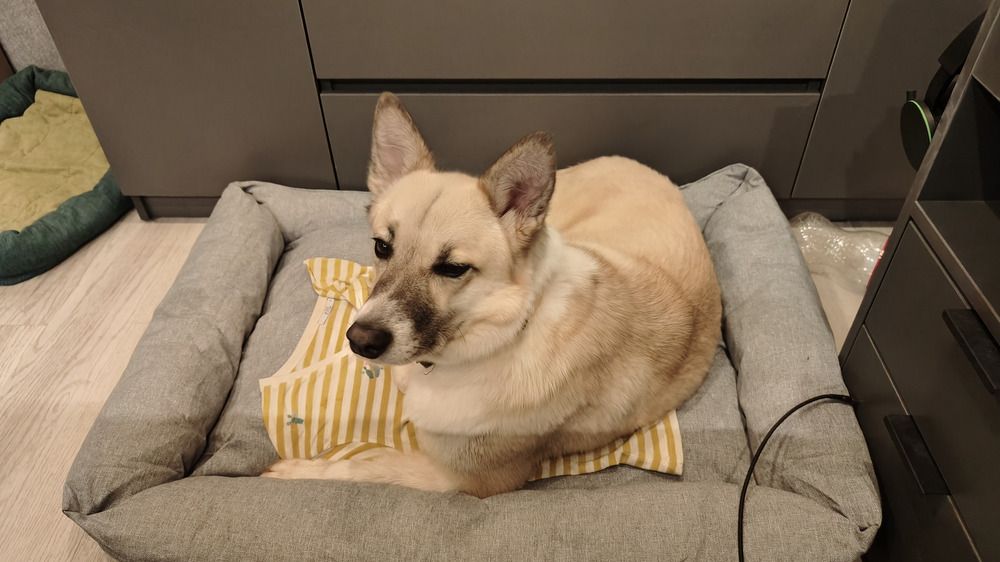 Photo #12107387