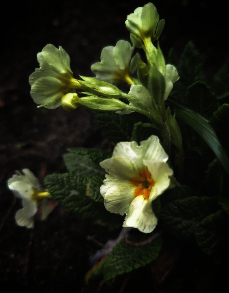 Фотография автора Гвоздецкая Анна