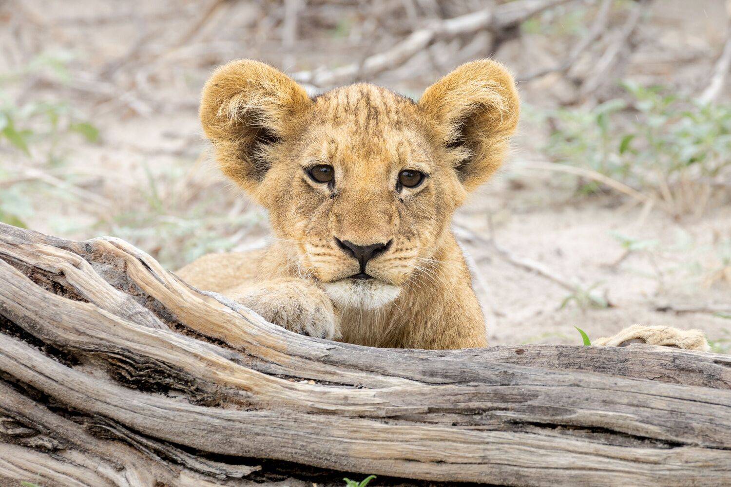 Фотография #12107751