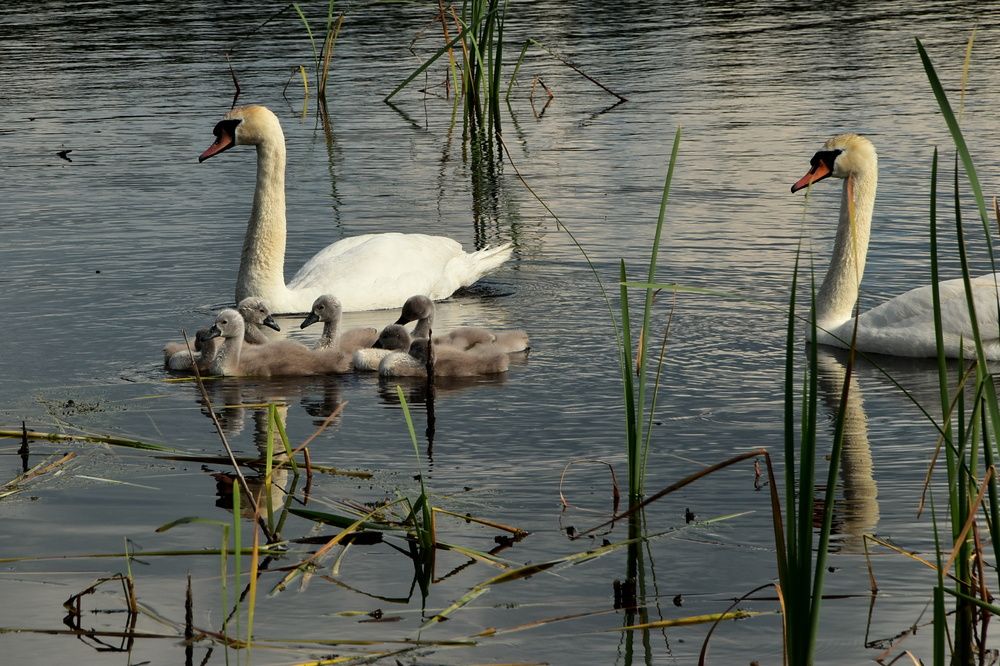 Photograph by Dimon Grinih