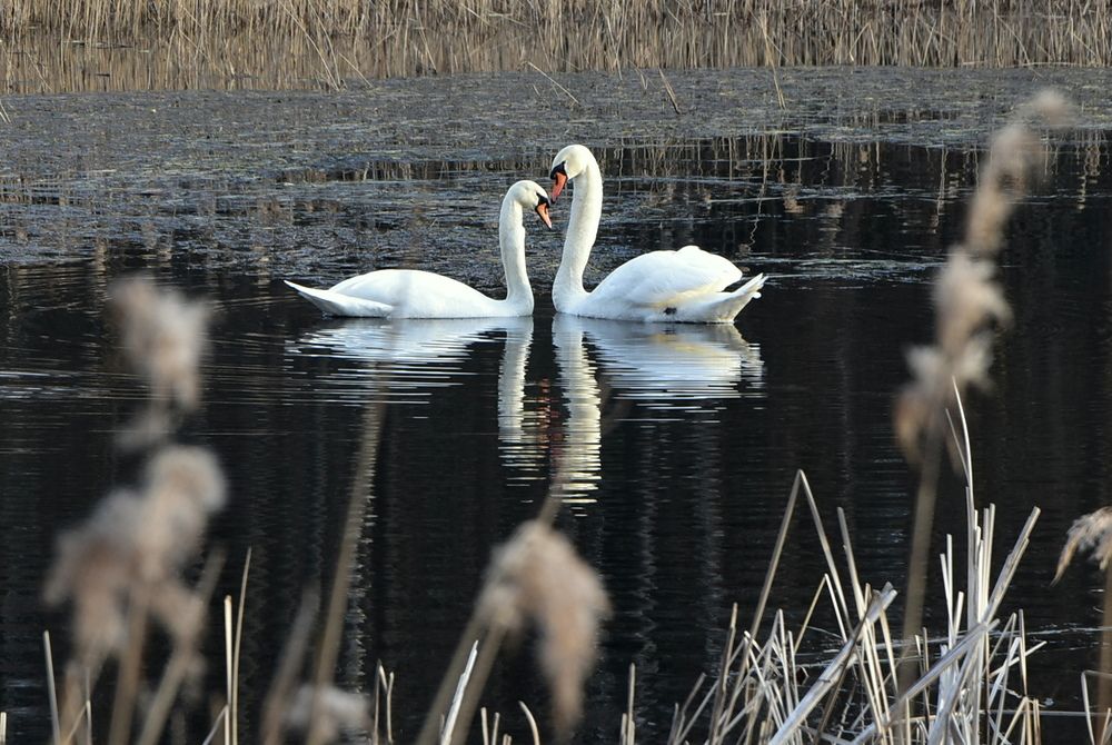 Photograph by Dimon Grinih