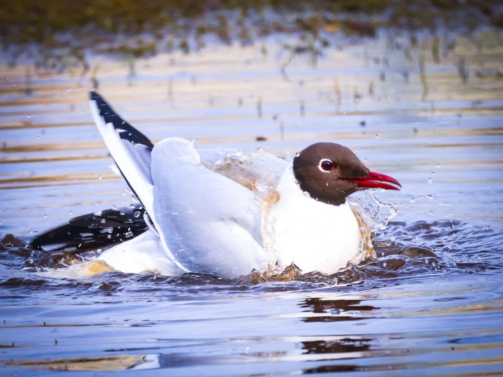 Photograph by Дмитрий Коновалов
