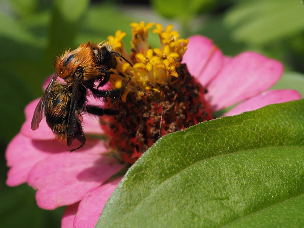 Bee on a zinnia