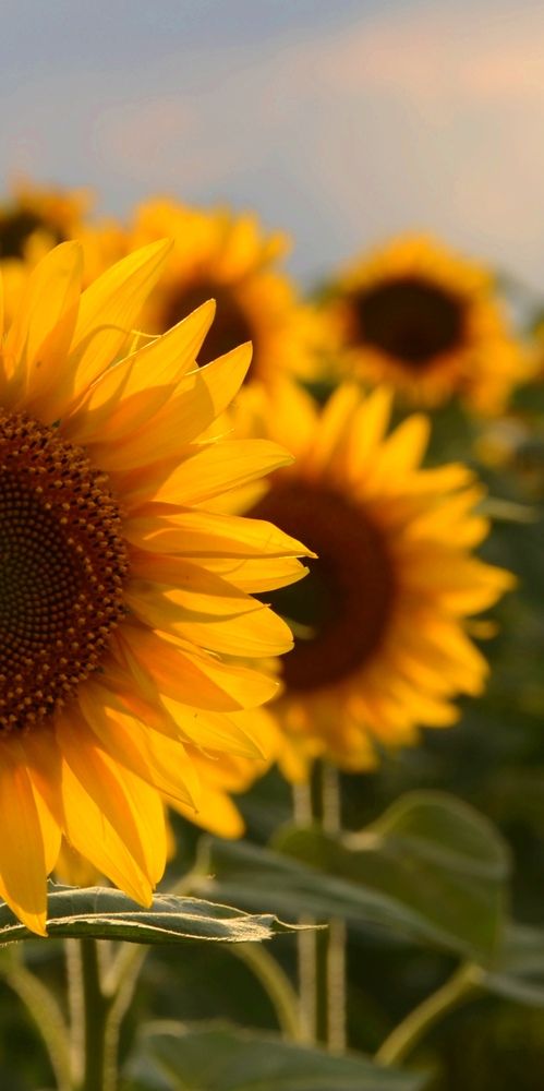 Фотография автора Наталья Алексеева