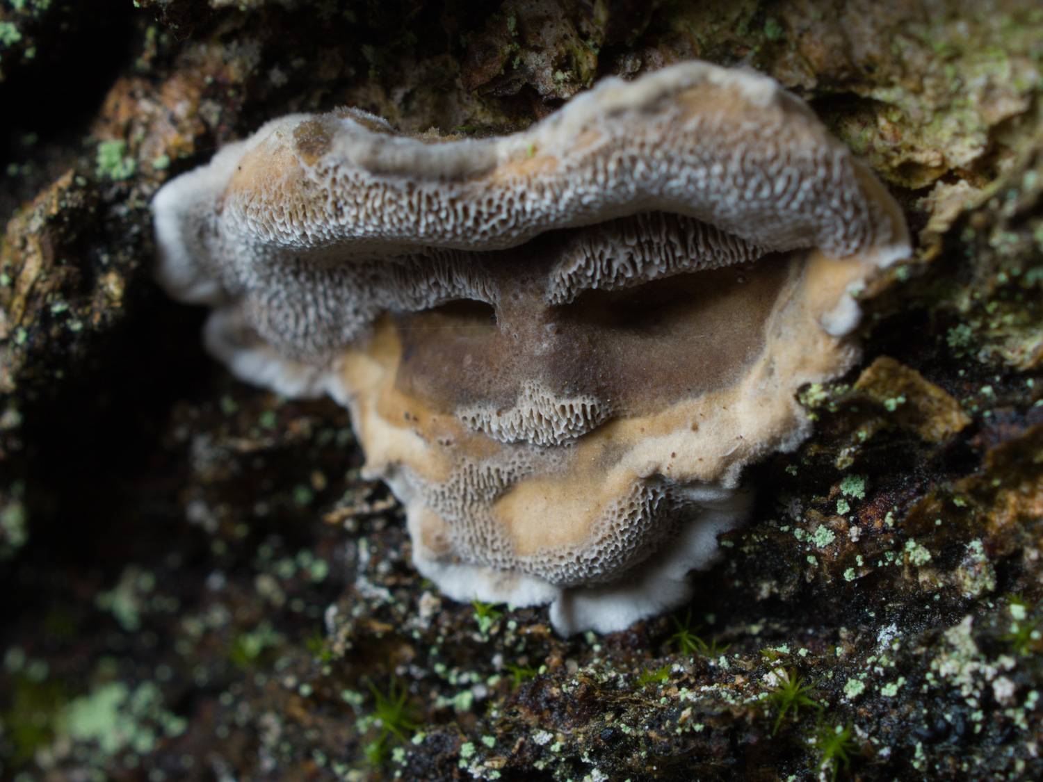 Photo #12108347