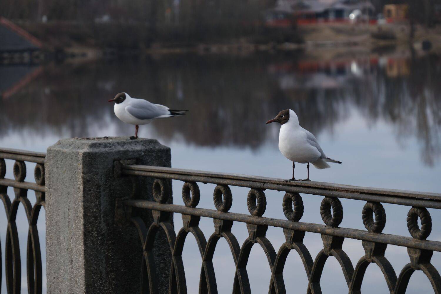 Photo #12108429