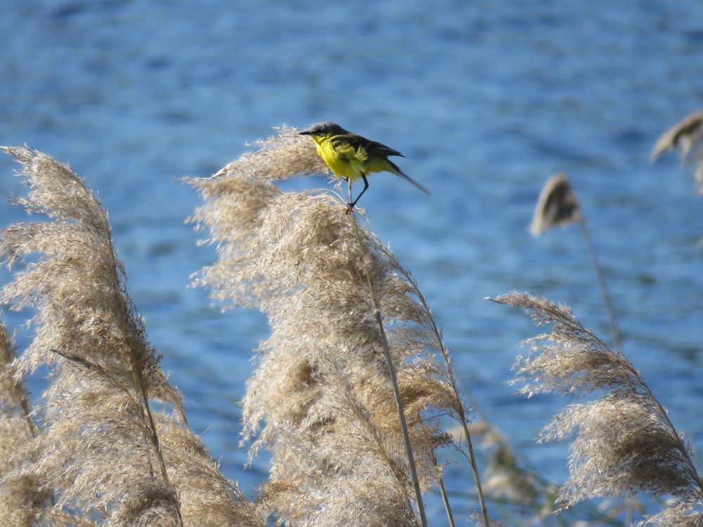 На тростнике на ветру.....