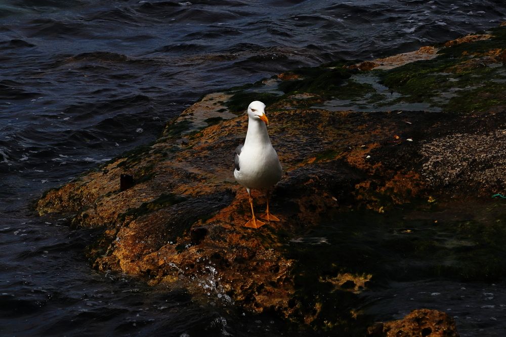 The Seagull fishing from land.