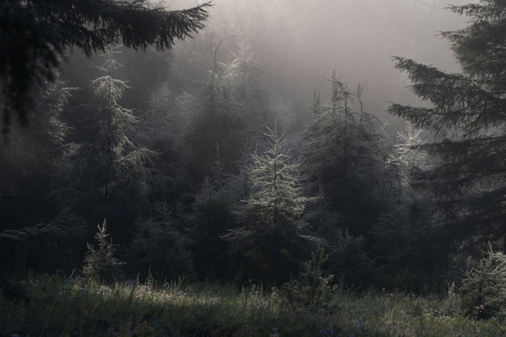 Photograph by Елена Вторушина