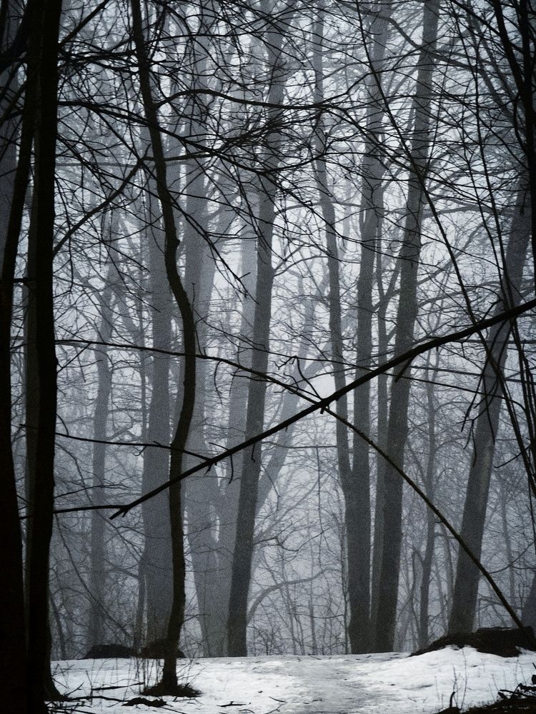 Photo #12109045