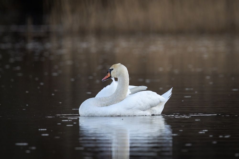 Photograph by Хабаров Сергей