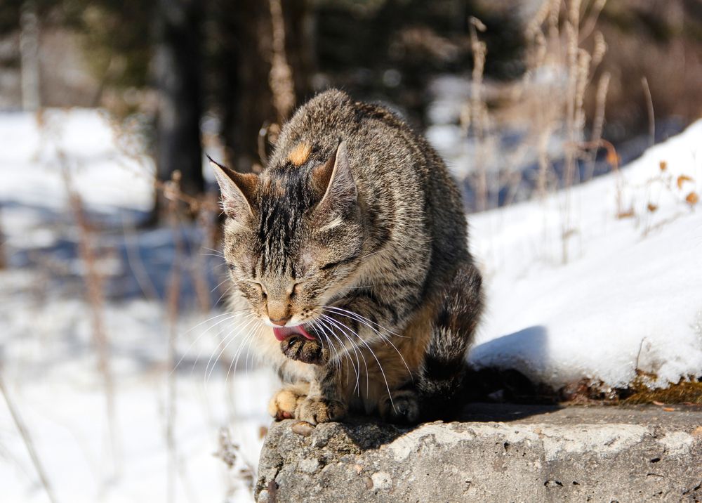 Фотография автора Наталия Мащенко